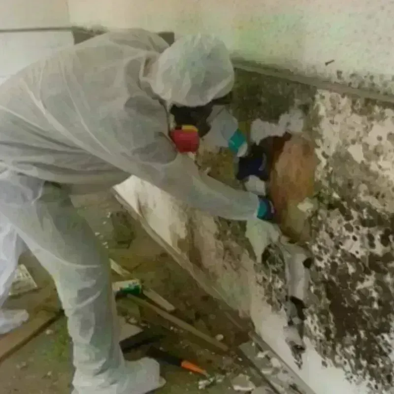 Mold Remediation and Removal in Westville, NJ